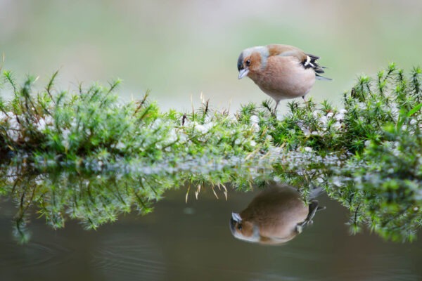 Vink spiegel