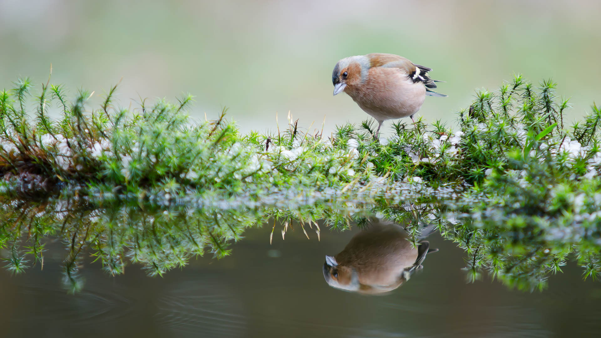 Vink spiegel