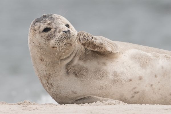 Zeehond
