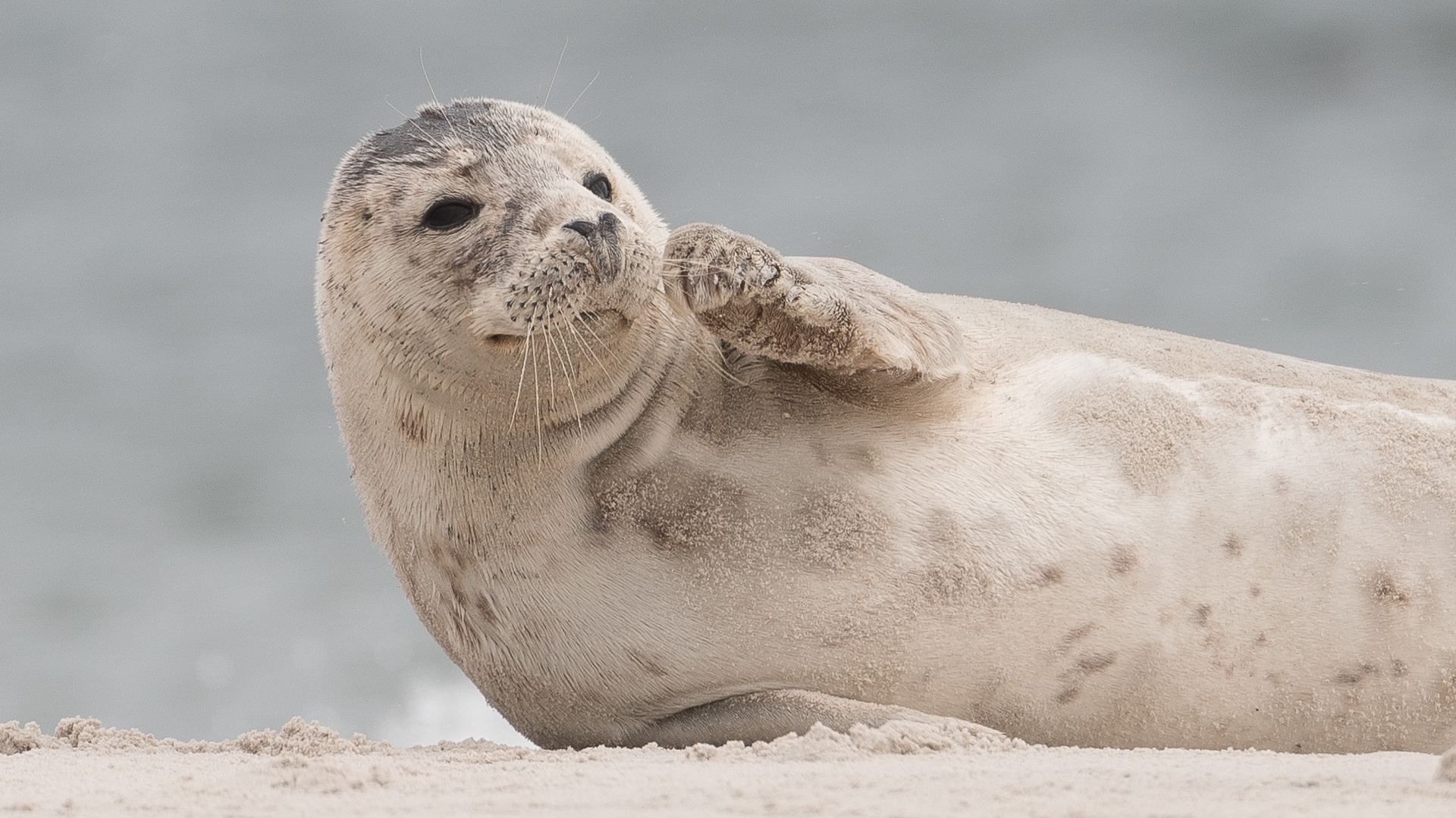 Zeehond